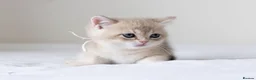 British Shorthair cats for sale: Golden Blue and Golden BSH kittens - Advert 28