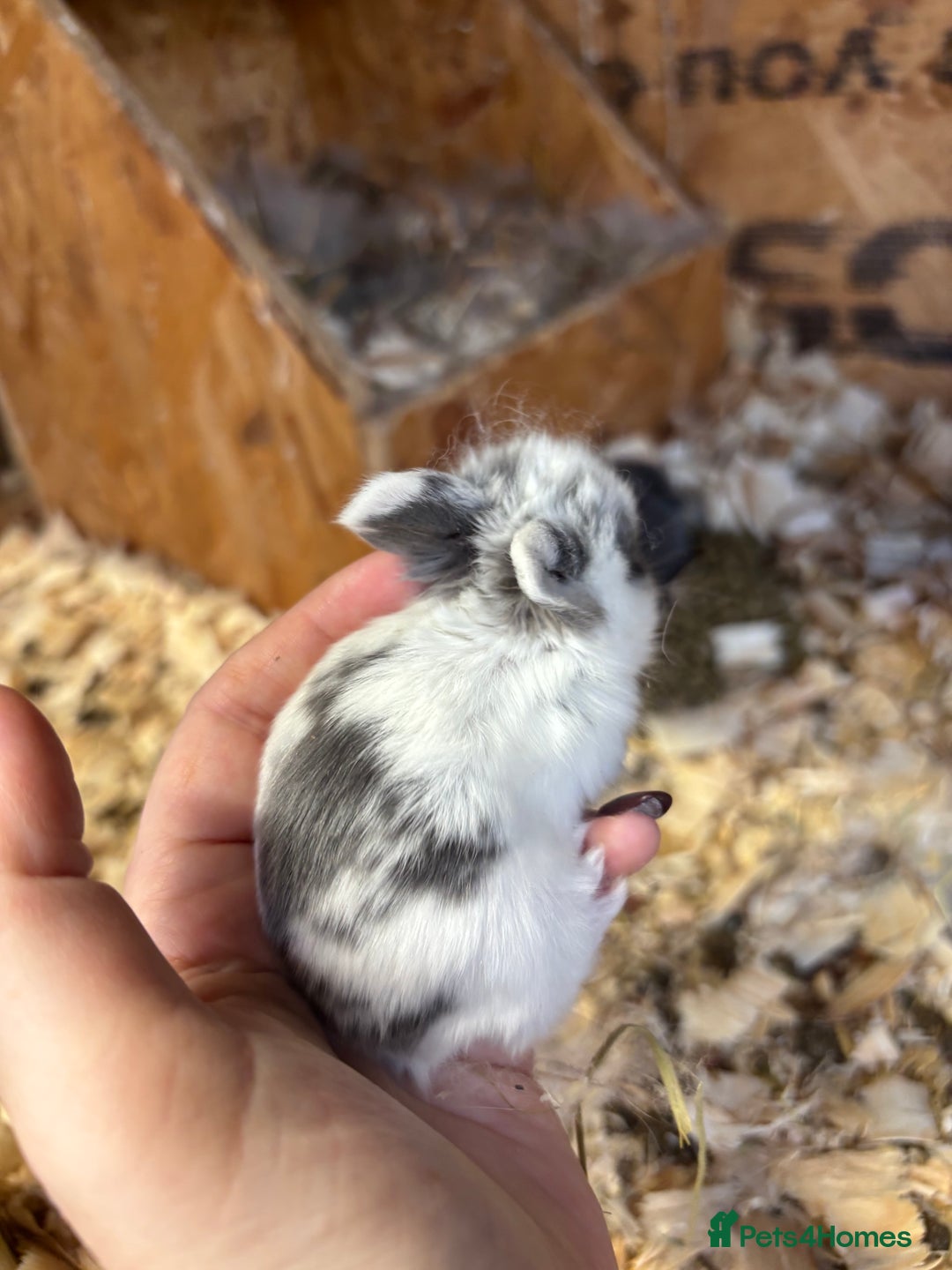 Mini Lop rabbits for sale: White & Grey Mini Lops - Advert 14