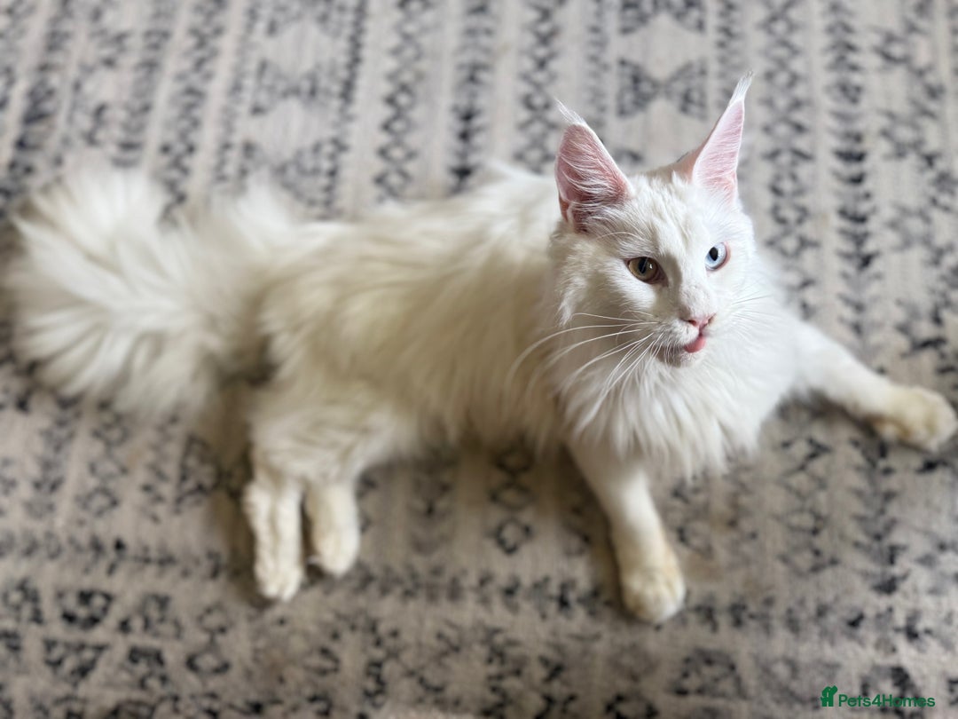 Maine Coon cats for sale: RARE STUNNING White Odd Eye Active Queen - Image 5