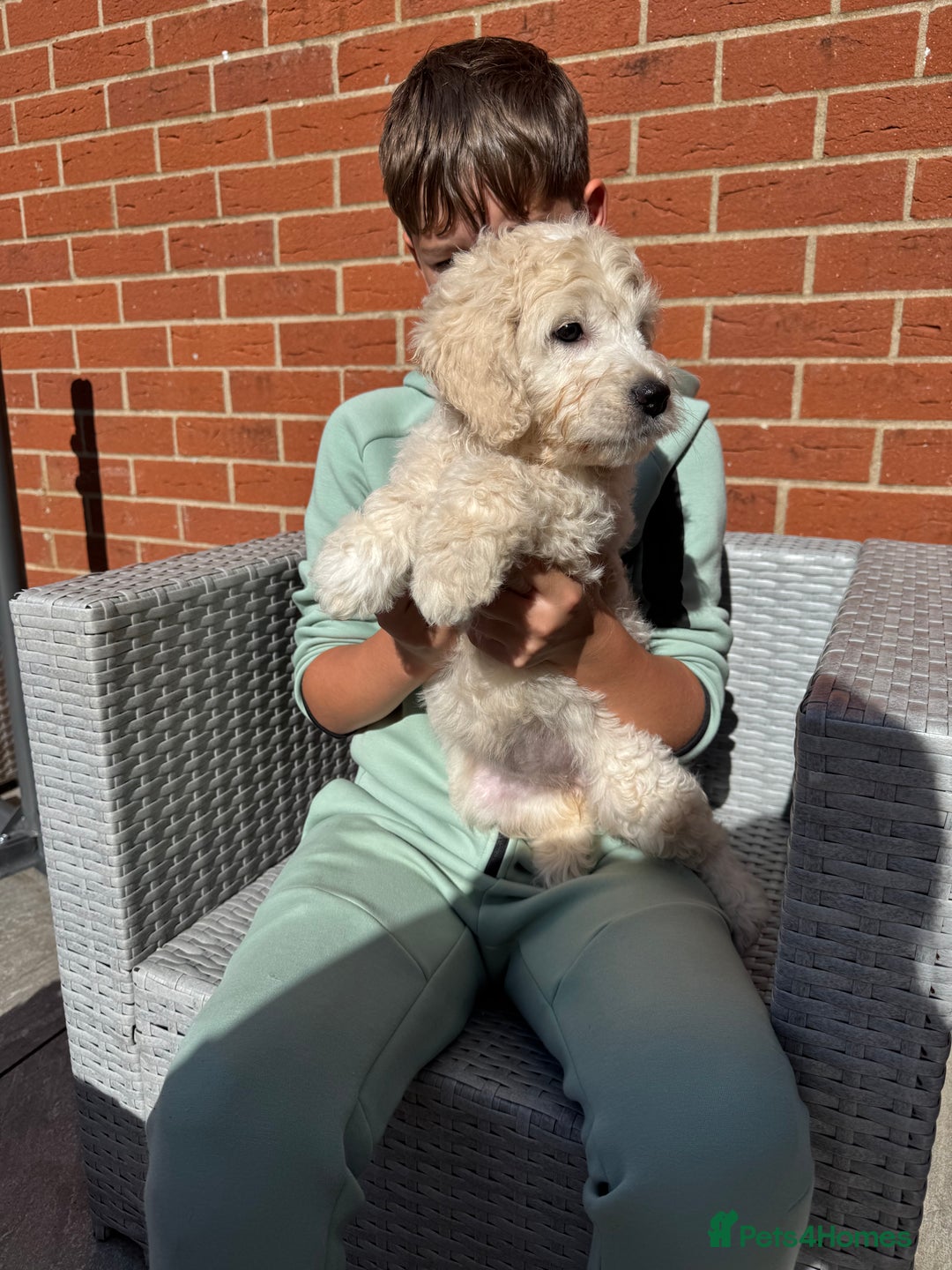 Goldendoodle dogs for sale: 1 girl remaining stunning f1 mini Goldendoodles  - Image 6