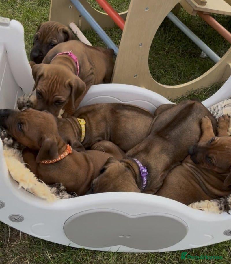 Rhodesian Ridgeback dogs A Distinctive Ridge, An Unforgettable Companions - Advert 1