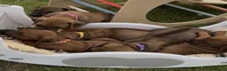 Rhodesian Ridgeback dogs for sale: A Distinctive Ridge, An Unforgettable Companions in Huddersfield - Advert 1