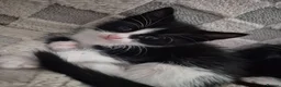 Domestic Shorthair cats for sale: Beautiful black and tabby babies  - Advert 18