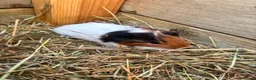 Guinea Pig rodents for sale: 2 sows and 2 boars available  - Advert 11