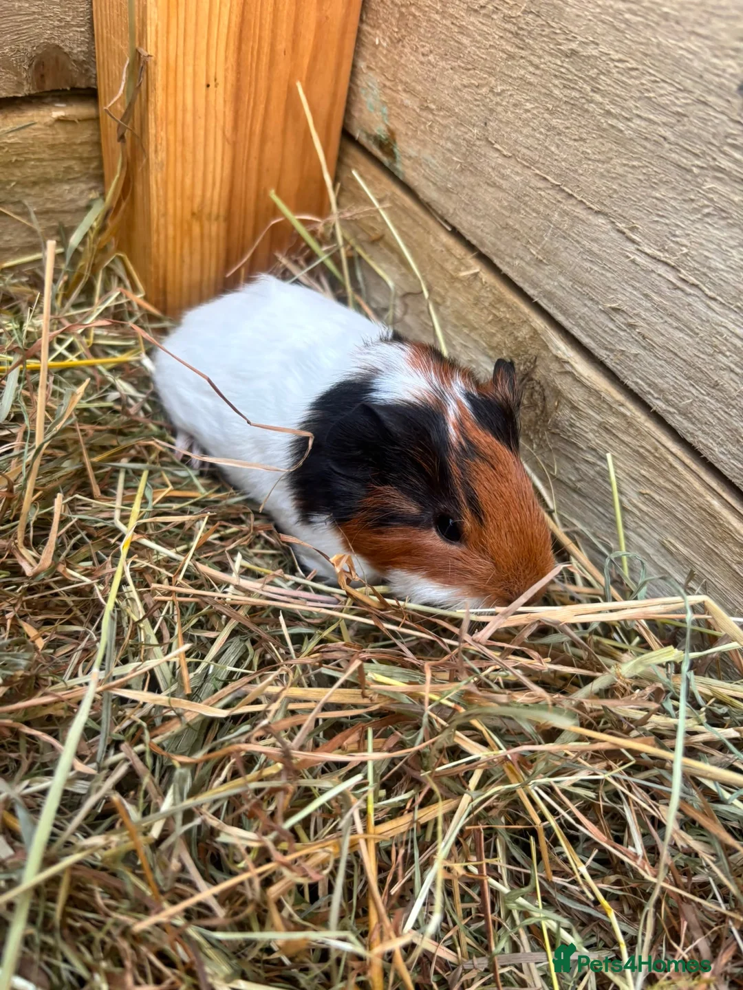Guinea Pig rodents for sale: 2 sows and 2 boars available  - Advert 11