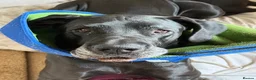 Great Dane dogs for sale: Black Female Great Dane 5yrs Old in Windsor - Advert 7