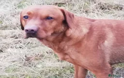 Labrador Retriever dogs for stud: KC registered Fox Red Labrador at stud £500 in Whitley Bay - Image 5