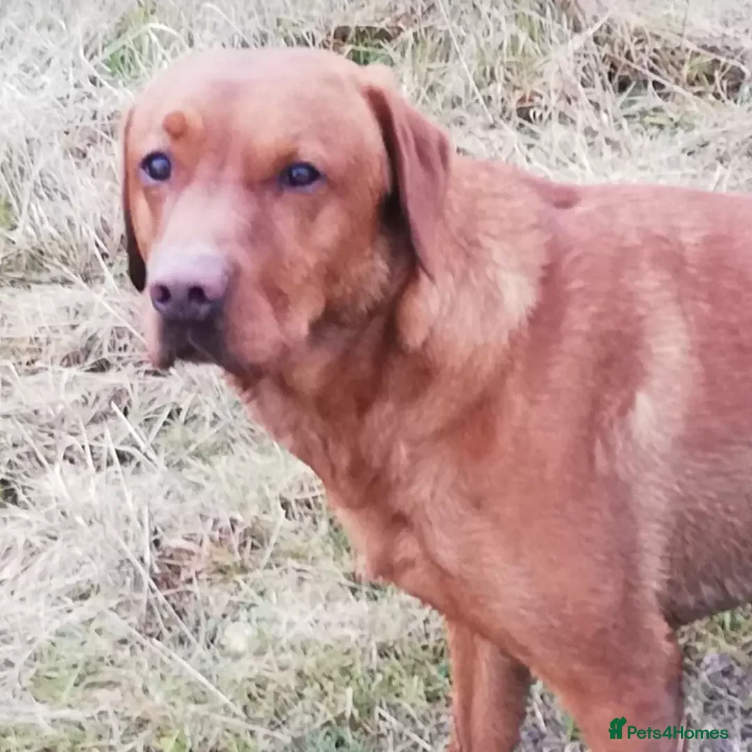 Labrador Retriever dogs for stud: KC registered Fox Red Labrador at stud £500 in Whitley Bay - Image 5