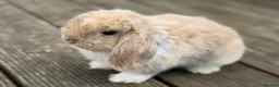 Mini Lop rabbits for sale: Three cute mini lops. - Advert 9