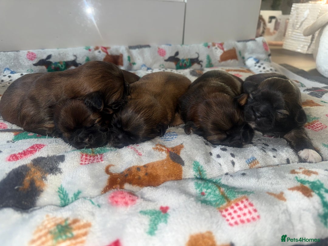 Shih Tzu dogs for sale: Gorgeous Shih Tzu Babies, ready from 14 Febuary.  - Advert 9