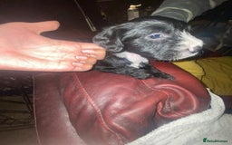 Mixed Breed dogs for sale: Staffypoos for sale - Image 17