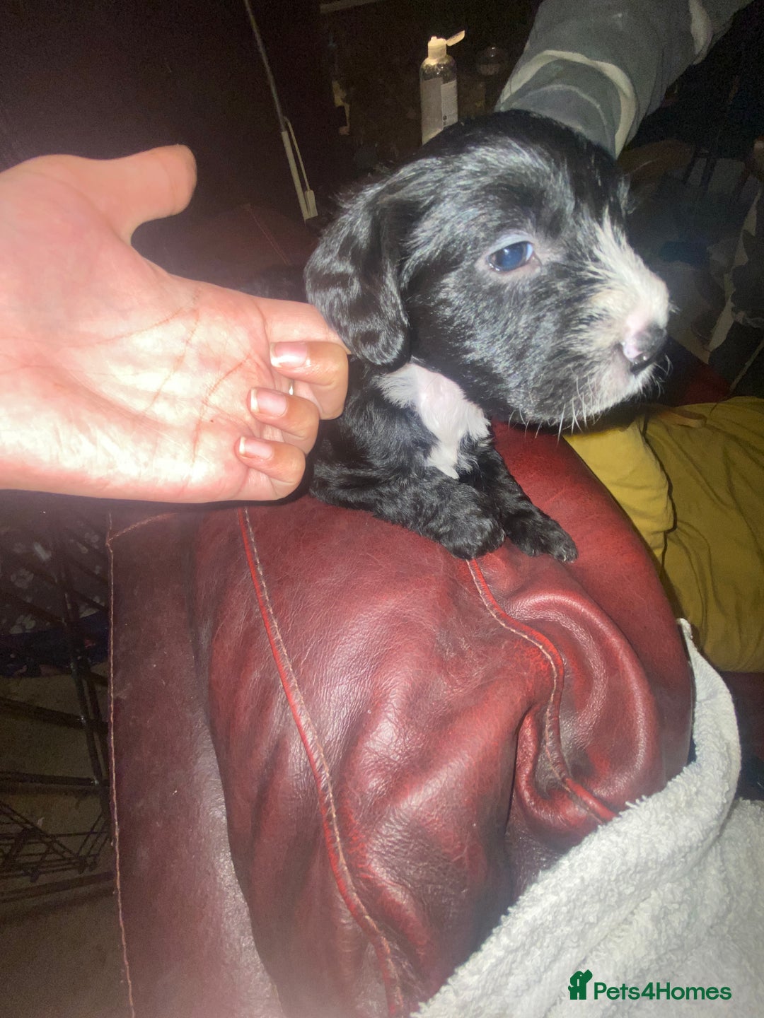 Mixed Breed dogs for sale: Staffypoos for sale - Image 17
