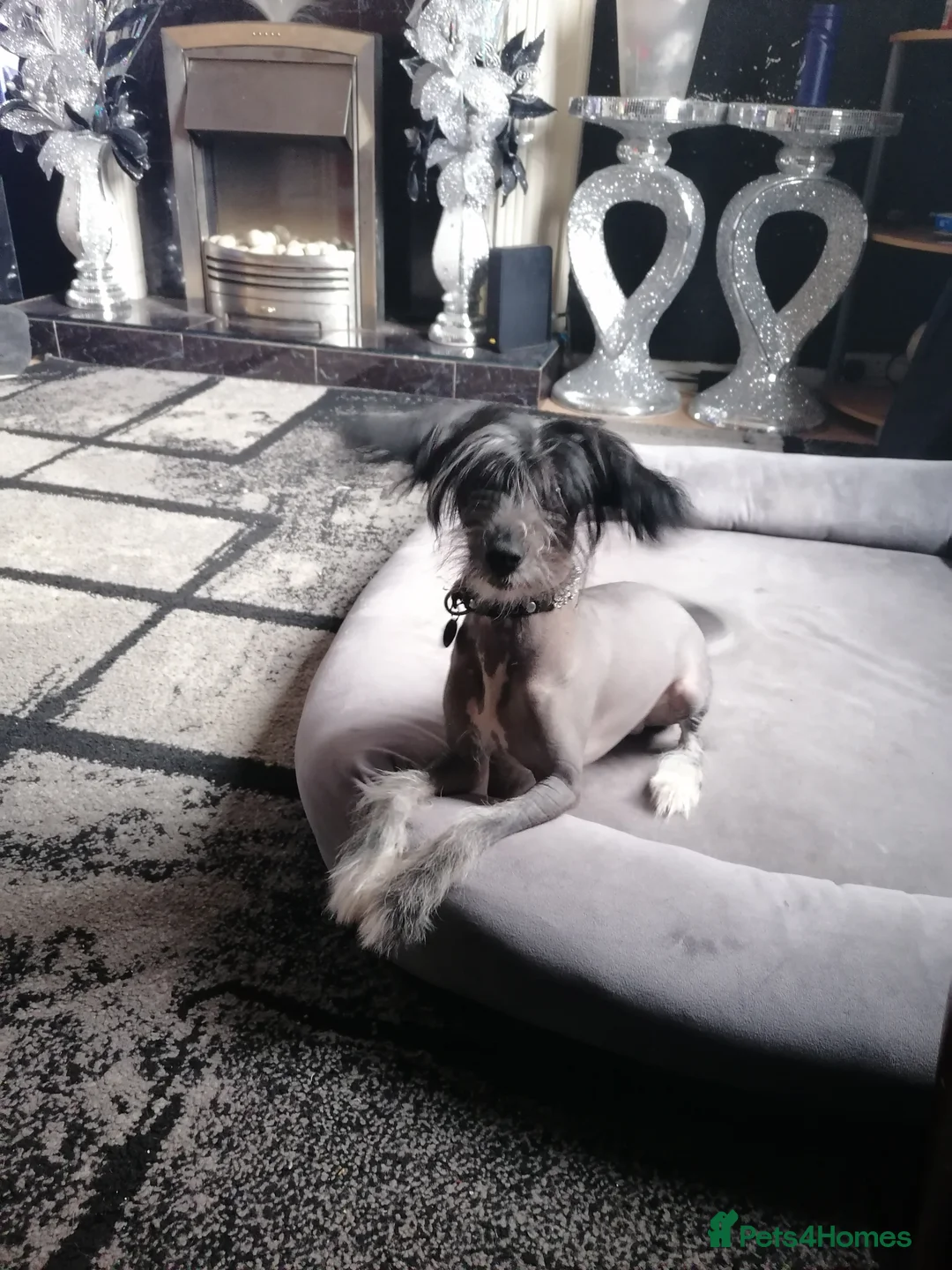 Chinese Crested dogs for stud: True hairless boy ready for stud in Sheffield - Advert 2