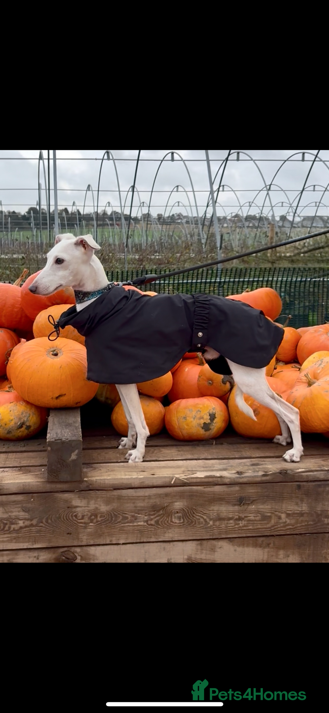 Italian Greyhound dogs for stud: MR RALPH AT STUD ( HEALTH TESTED ) - Advert 6