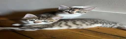 Cornish Rex cats for sale: Half Cornish Rex and Half Domestic kittens.  - Advert 1