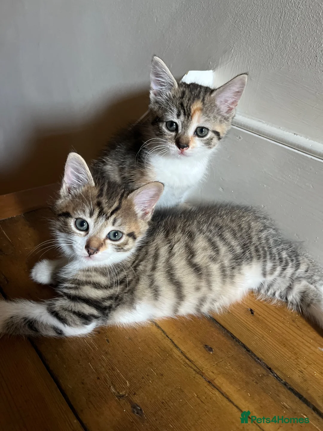 Cornish Rex cats for sale: Half Cornish Rex and Half Domestic kittens.  - Advert 1