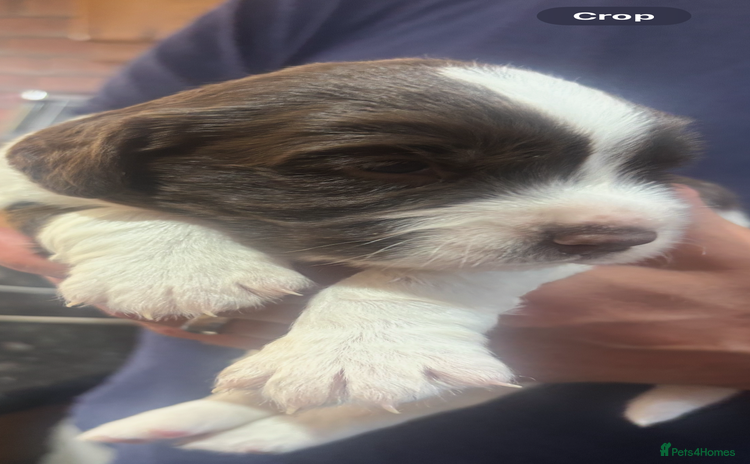 English Springer Spaniel dogs - Advert 15