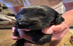Cockapoo dogs for sale: Cockapoos puppies  - Image 20