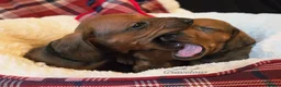 Dachshund dogs for sale: Standard Dachshund KC registered puppies - Advert 3