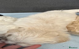 Morkie dogs for sale: Morkie puppies  - Image 12