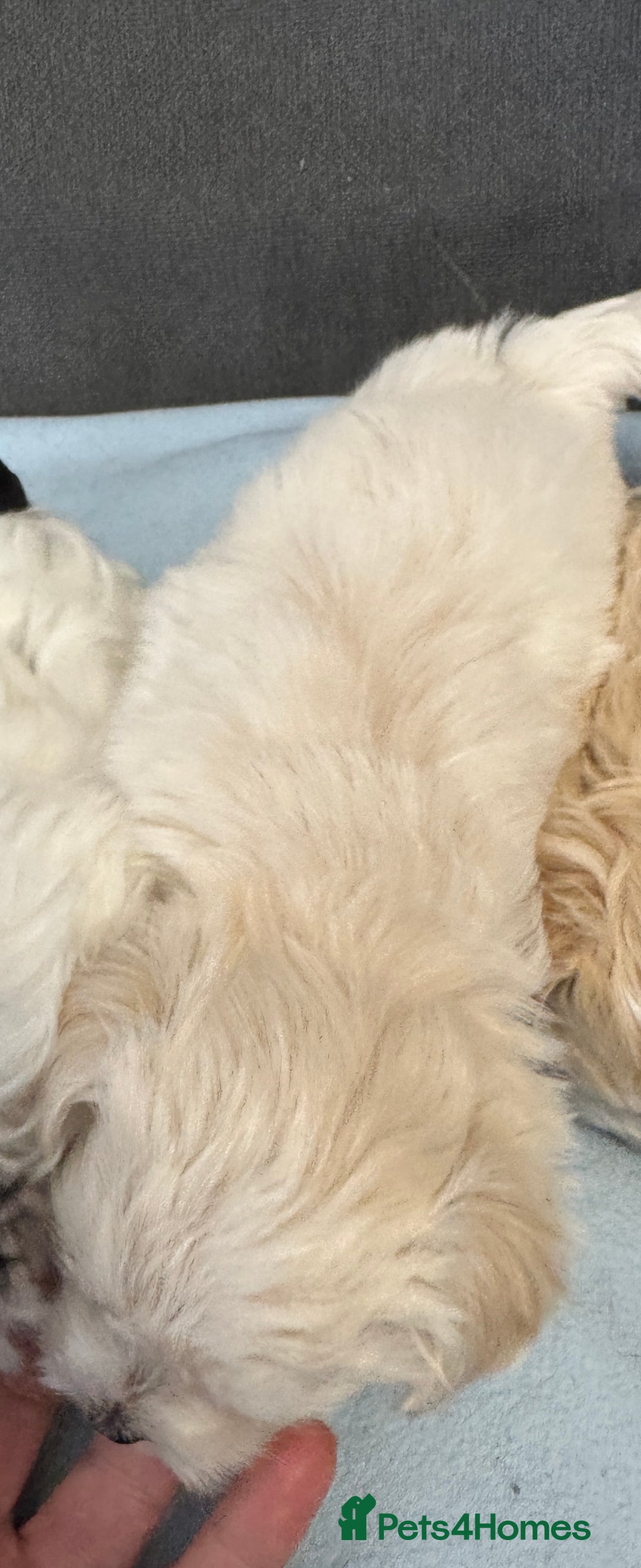 Morkie dogs for sale: Morkie puppies  - Image 12