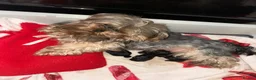 Yorkshire Terrier dogs for sale: Beautiful Yorkshire terrier boy  - Advert 2
