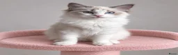 Ragdoll cats for sale: 🐾 Beautiful Ragdoll Kittens for Sale 🐾 - Advert 26