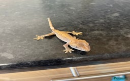 Gecko reptiles for sale: Crested Gecko babies available  - Advert 3