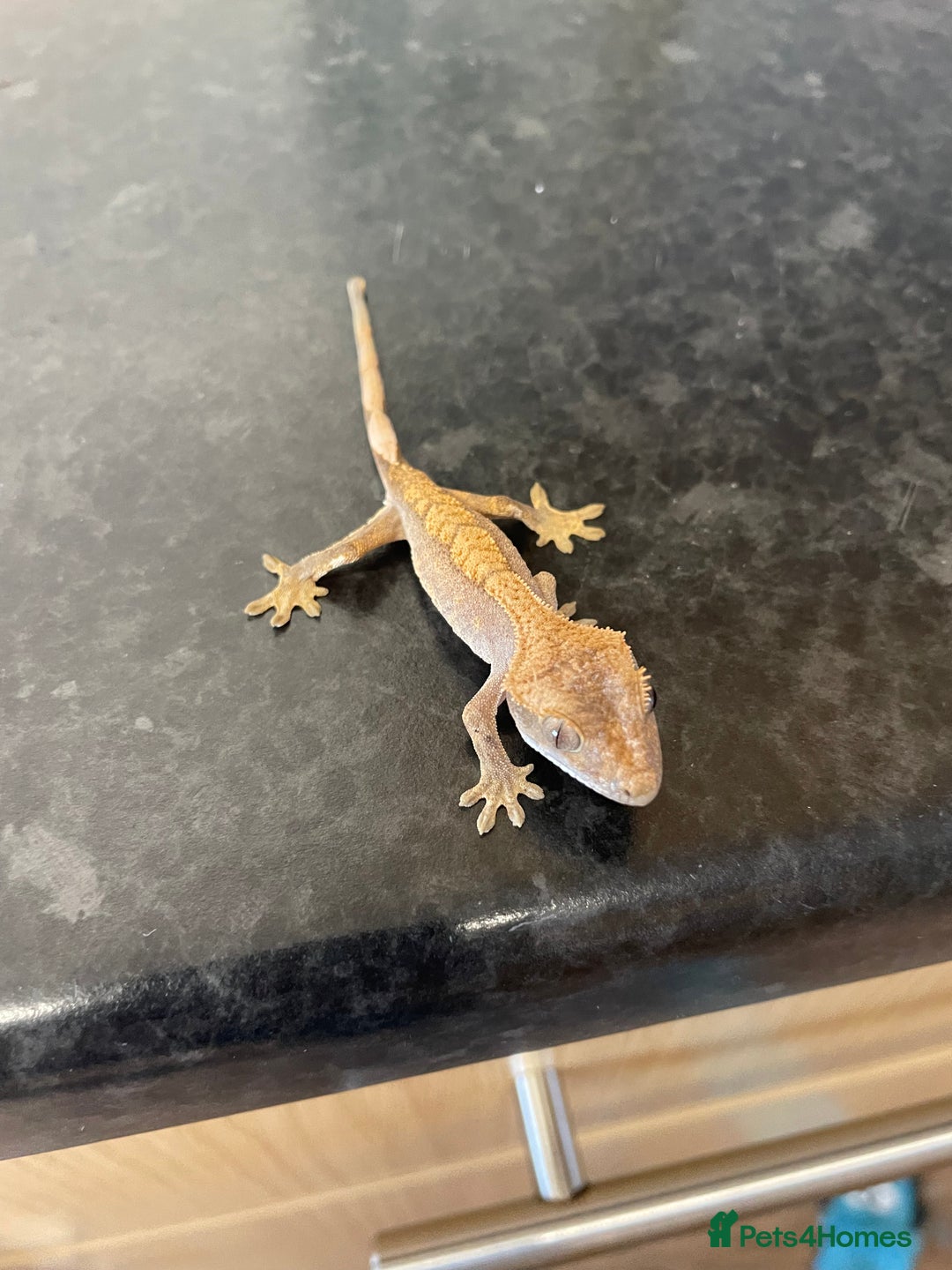 Gecko reptiles for sale: Crested Gecko babies available  - Advert 3
