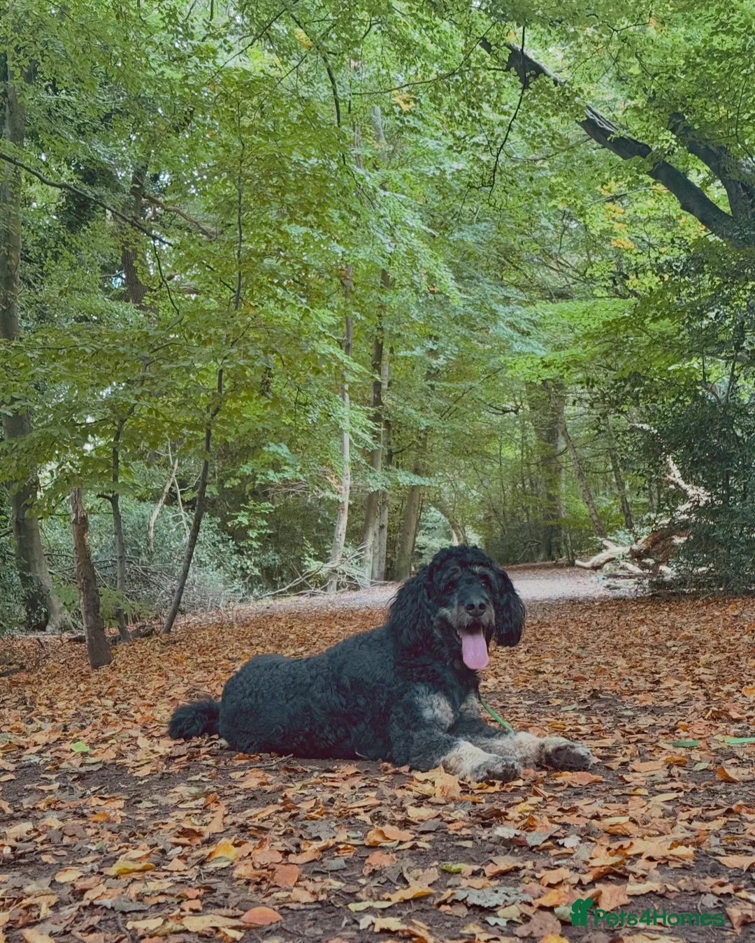 Bernedoodle dogs for sale: Bernedoodle 3 years old - Advert 10