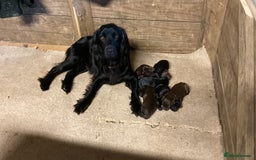 Cocker Spaniel dogs for sale: Adorable Working Cocker Spaniel Puppies  - Image 2