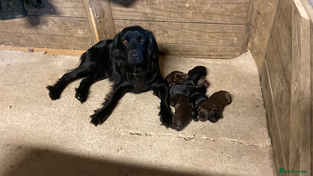 Cocker Spaniel dogs for sale: Adorable Working Cocker Spaniel Puppies  - Image 2