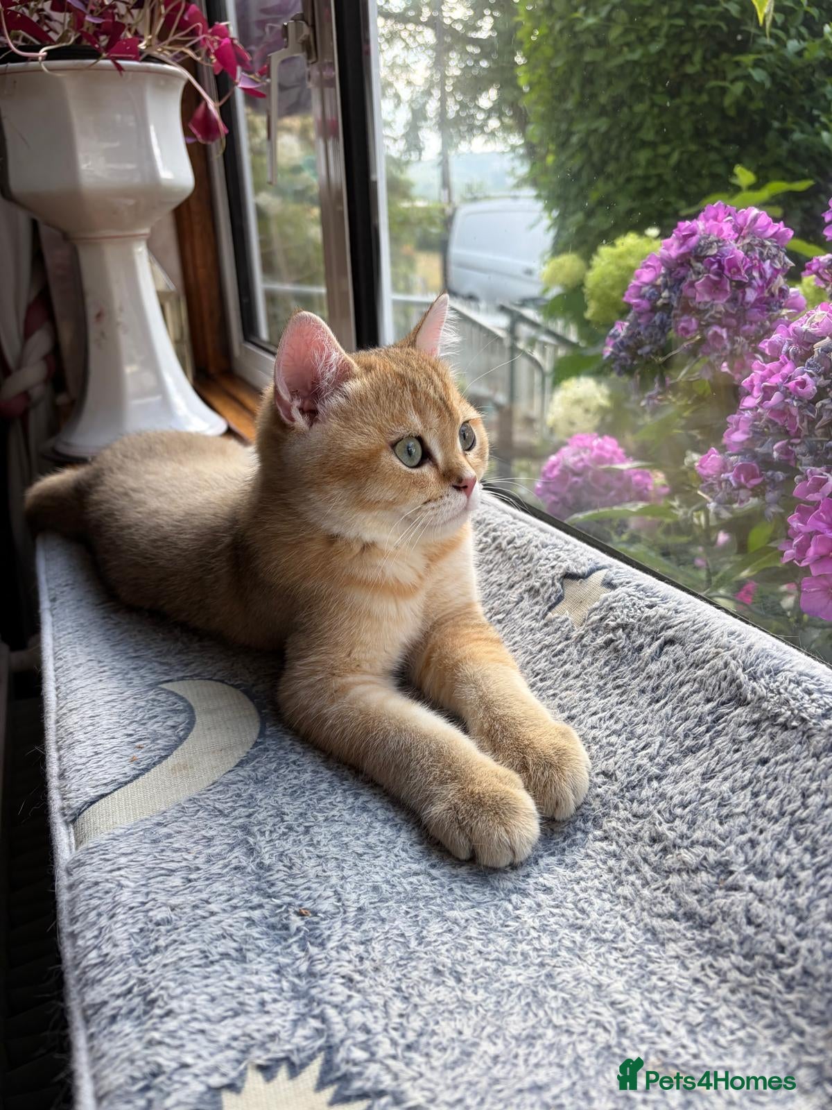 British Shorthair cats GCCF registered Golden boys  - Advert 2