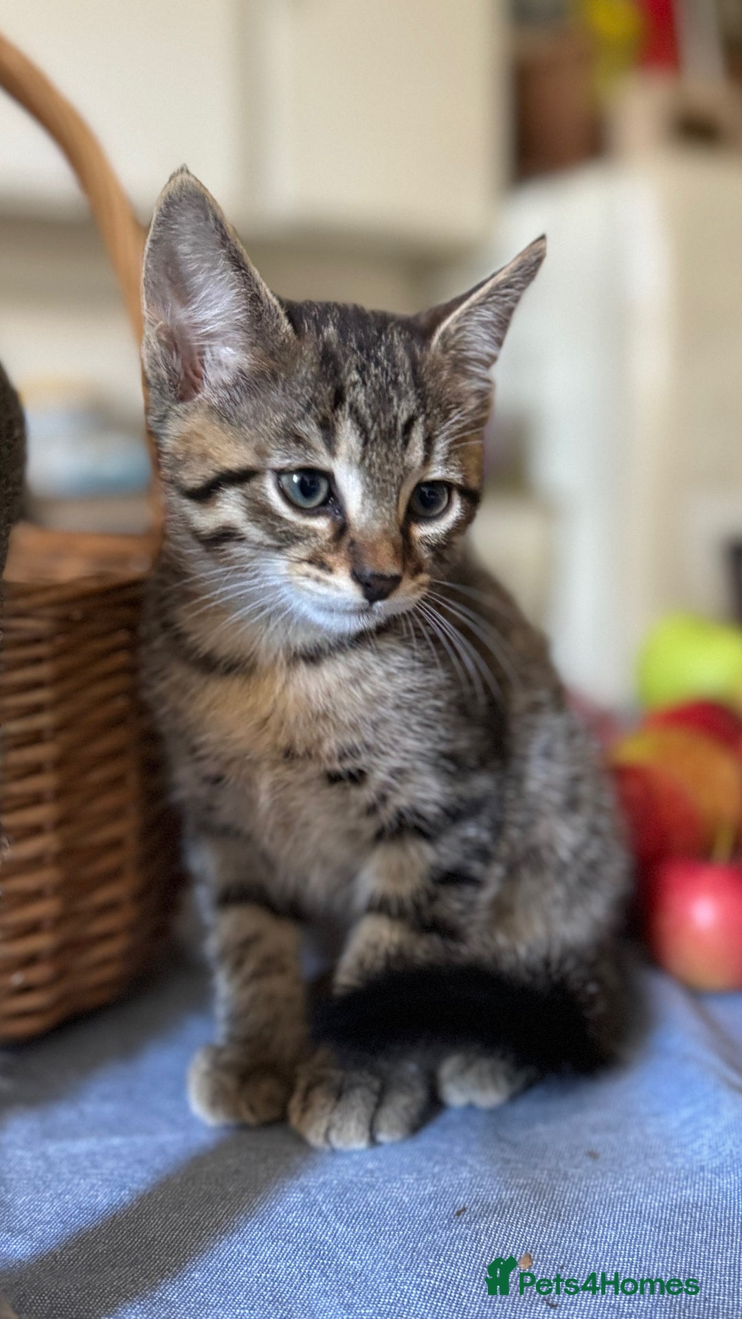 Savannah cats for sale: Savannah x Dorset Lad  - Image 2