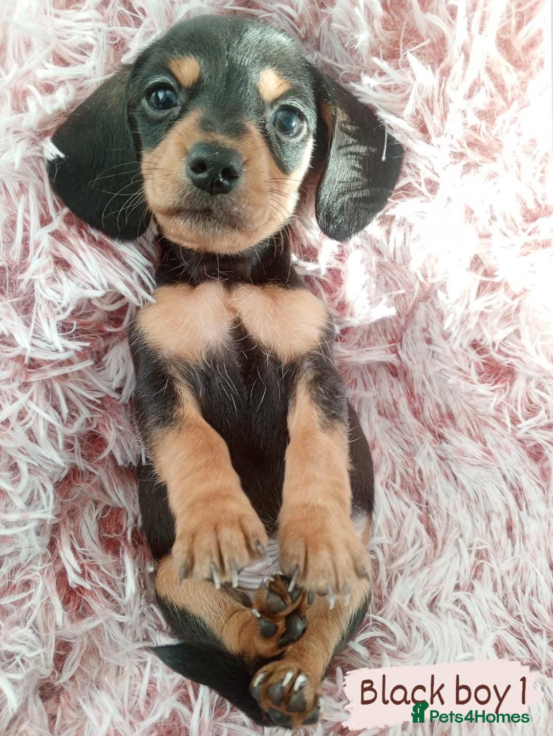 Miniature Dachshund dogs for sale: ✨ Miniature Dachshund– 6 Beautiful Pups! ✨ - Advert 14