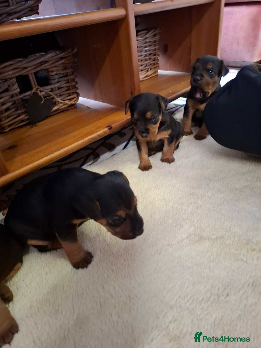 Lakeland Terrier dogs for sale: 🐾 Lakeland Terrier Puppies – Tag × Diesel 🐾 - Advert 4