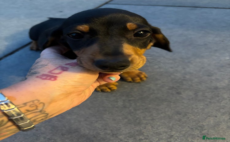 Miniature Dachshund dogs - Advert 16