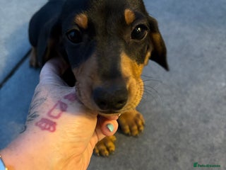 Miniature Dachshund dogs - Advert 10