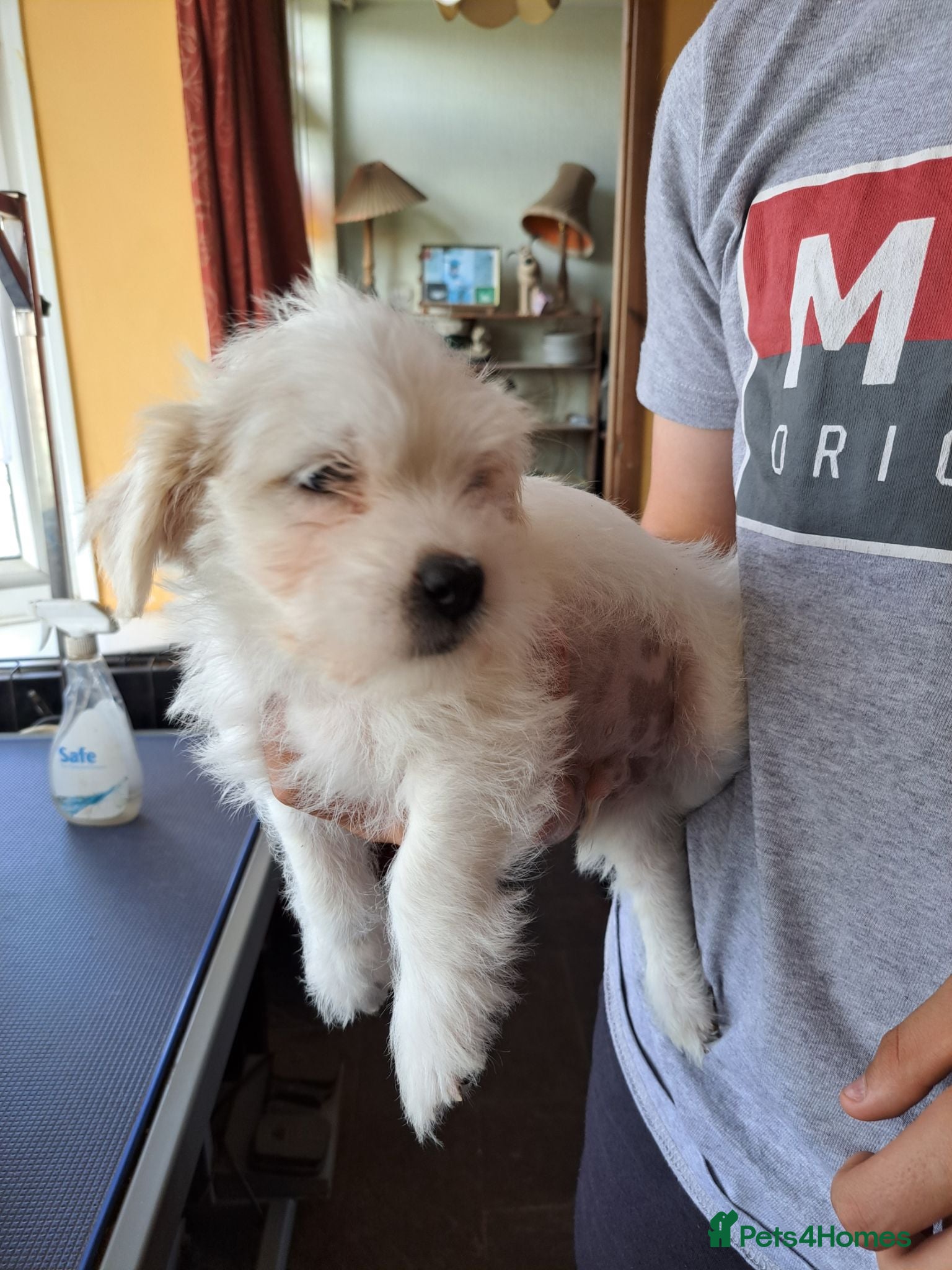 Mixed Breed dogs Jack russell cross pug/shih tzu - Advert 7