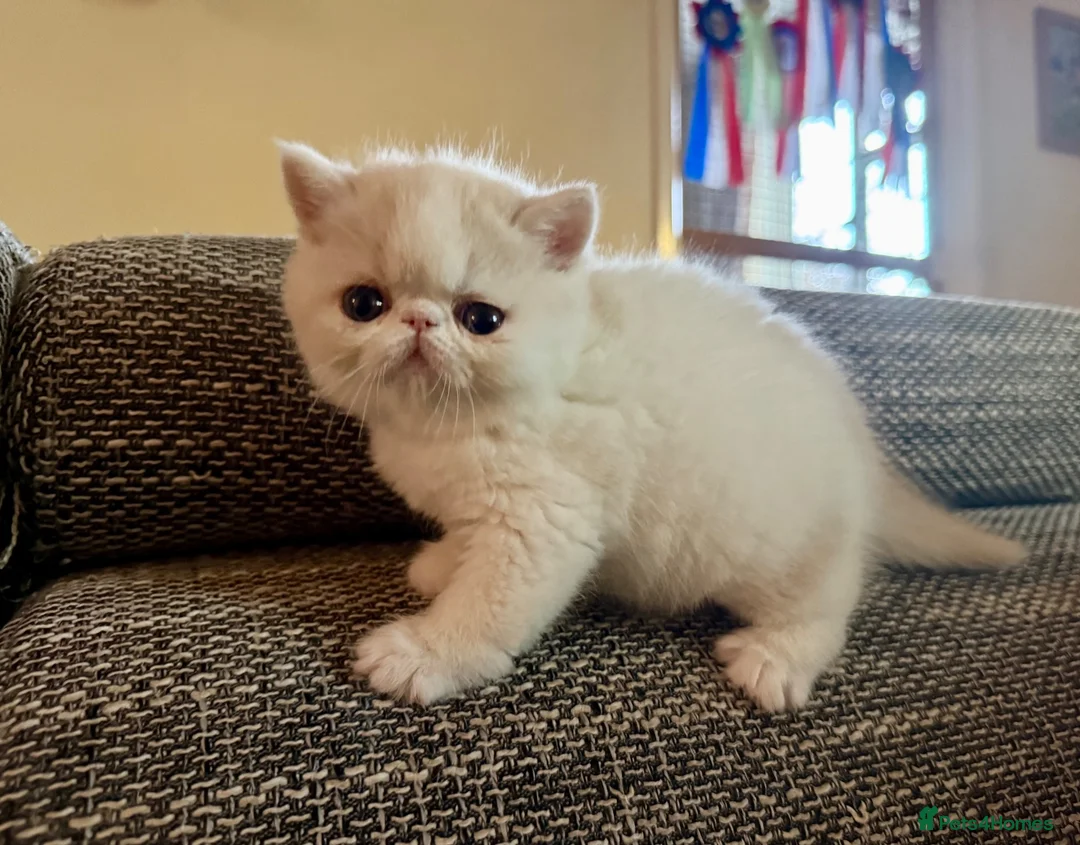 Exotic cats for sale: Outstanding Exotic Shorthair Kittens - Advert 2
