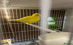 Canaries birds for sale: harlequins canary pairs and canaries  - Image 8