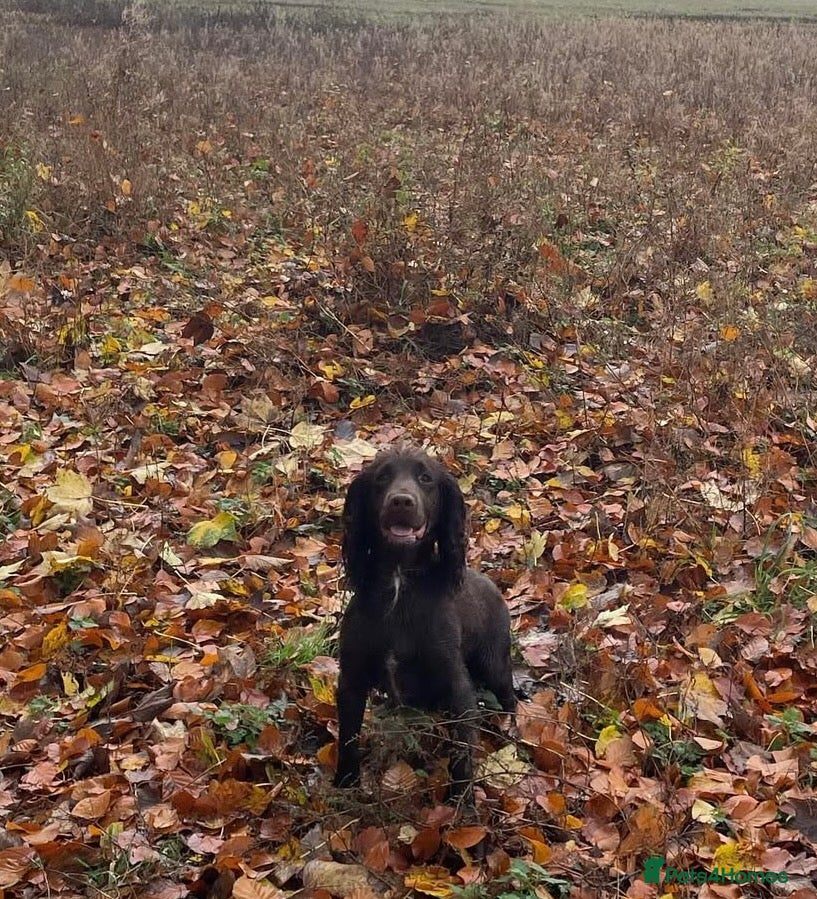 Cocker Spaniel dogs Strong Thick Coated Beautiful Working Cocker Pups - Advert 1