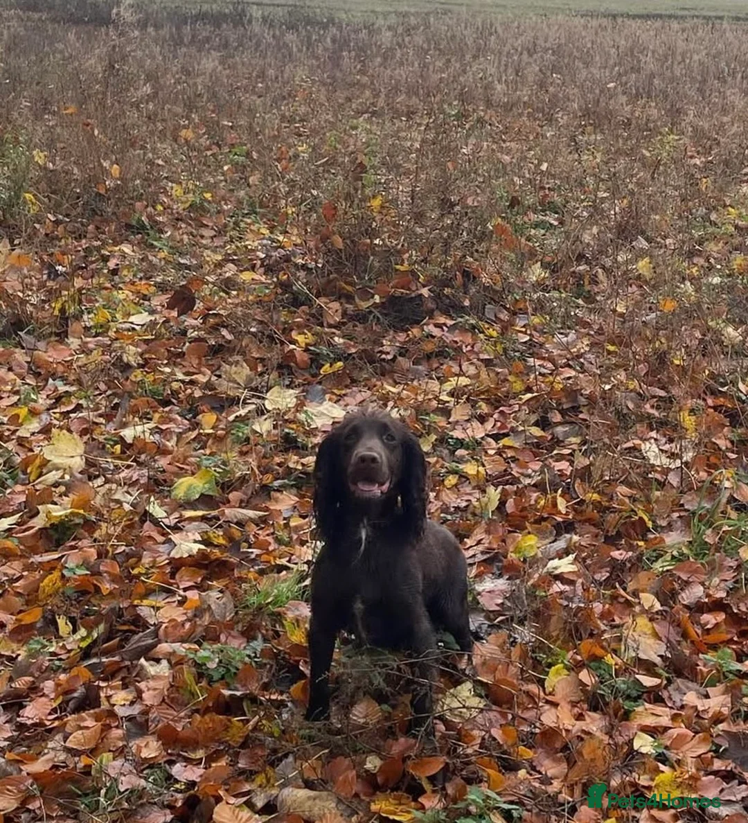 Cocker Spaniel dogs for sale: Strong Thick Coated Beautiful Working Cocker Pups - Advert 37