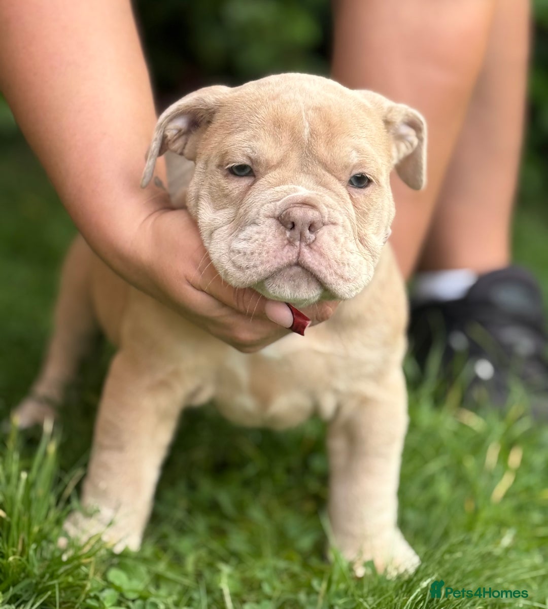 Olde English Bulldogge dogs for sale: Stunning Old English Bulldog Pups NEBBR Registered - Image 1
