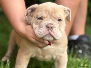 Olde English Bulldogge dogs - Advert 16