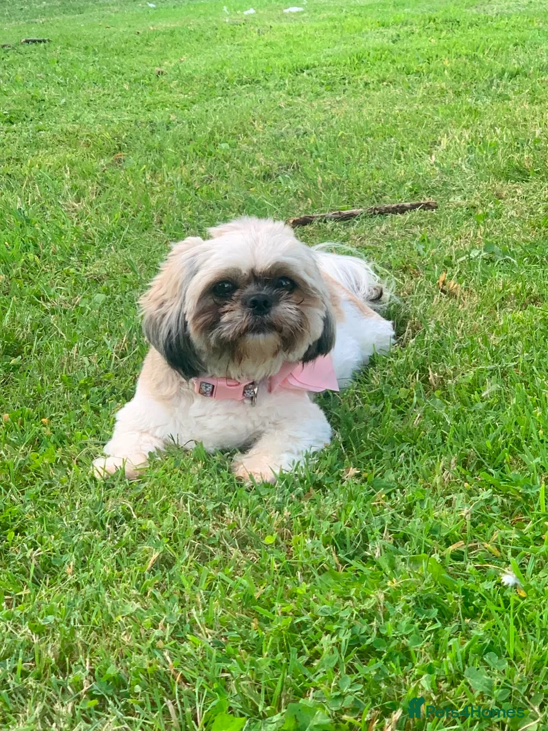 Shih Tzu dogs for sale: Beautiful Shih Tzu Puppies-Loving family Home - Advert 1