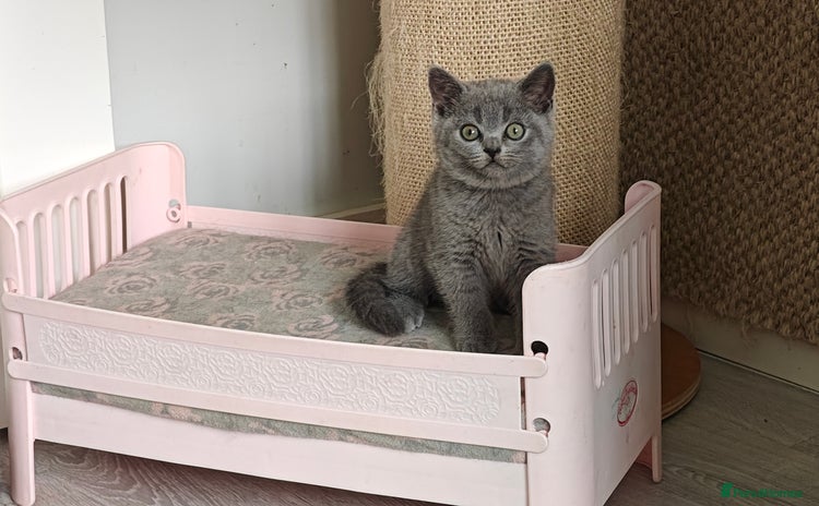 British Shorthair cats - Advert 2