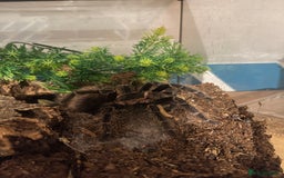 Tarantulas invertebrates for sale: Tarantula’s + scorpion for sale  - Advert 9