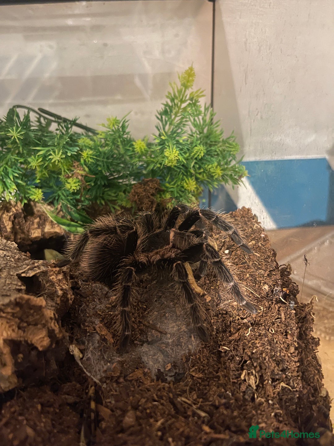 Tarantulas invertebrates for sale: Tarantula’s + scorpion for sale  - Advert 9