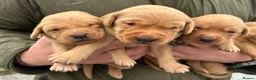 Labrador Retriever dogs for sale: KC Registered Fox Red Labrador Puppies - Advert 7